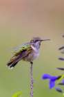 Ruby-throated Hummingbird immature male bathing in garden in rain shower-Marion County-Illinois Art Print